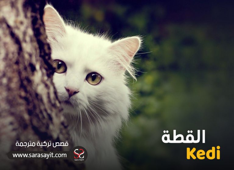 قصة القطة 